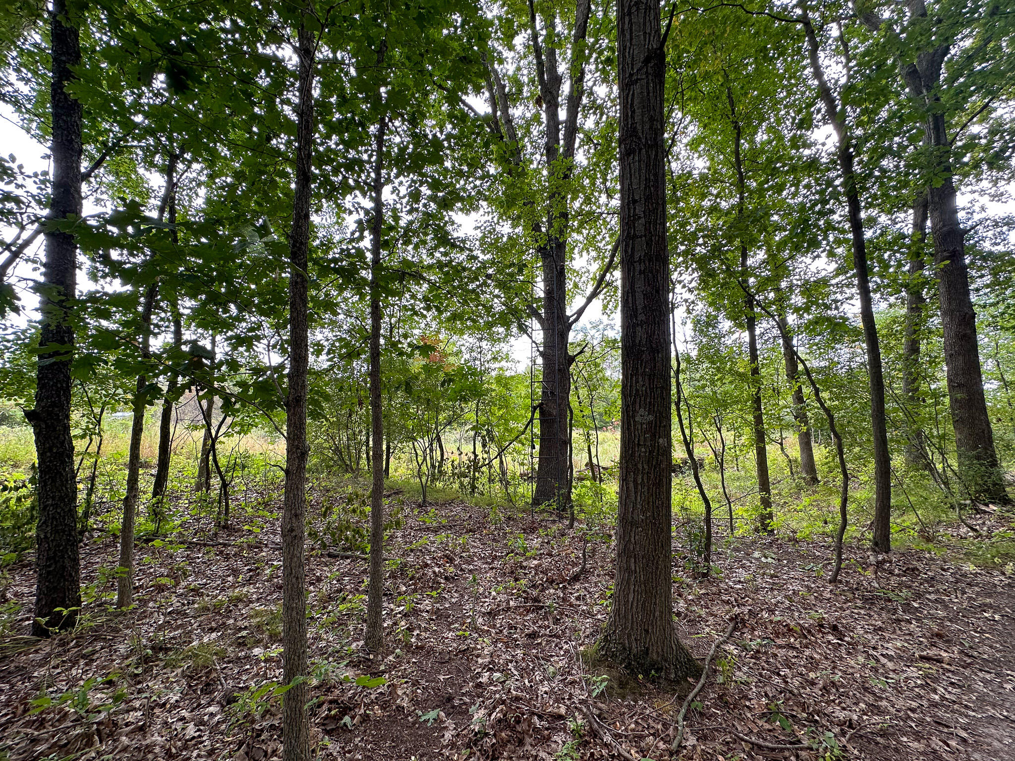 36 North V/l N Ferris Road Six Lakes, MI 48886 - Photo 15 of 32 Treestand 1