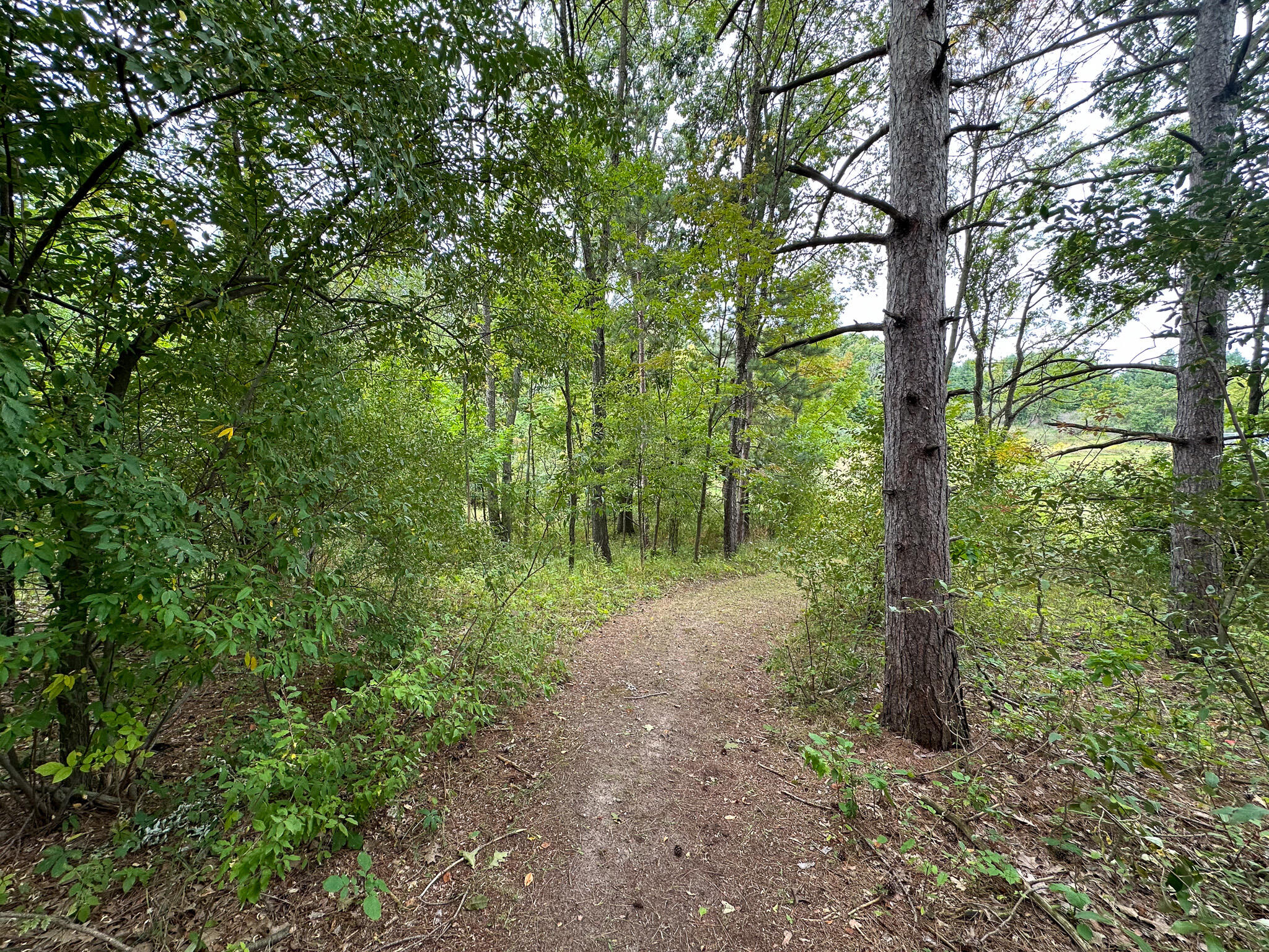 36 North V/l N Ferris Road Six Lakes, MI 48886 - Photo 24 of 32 Woods Trail