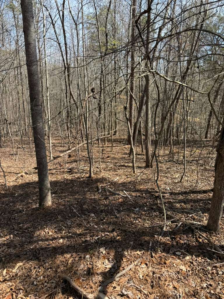 355 Beech Drive Westminster, SC 29693 - Photo 2 of 9 A tranquil wooded lot offers a peaceful retreat for your future home.