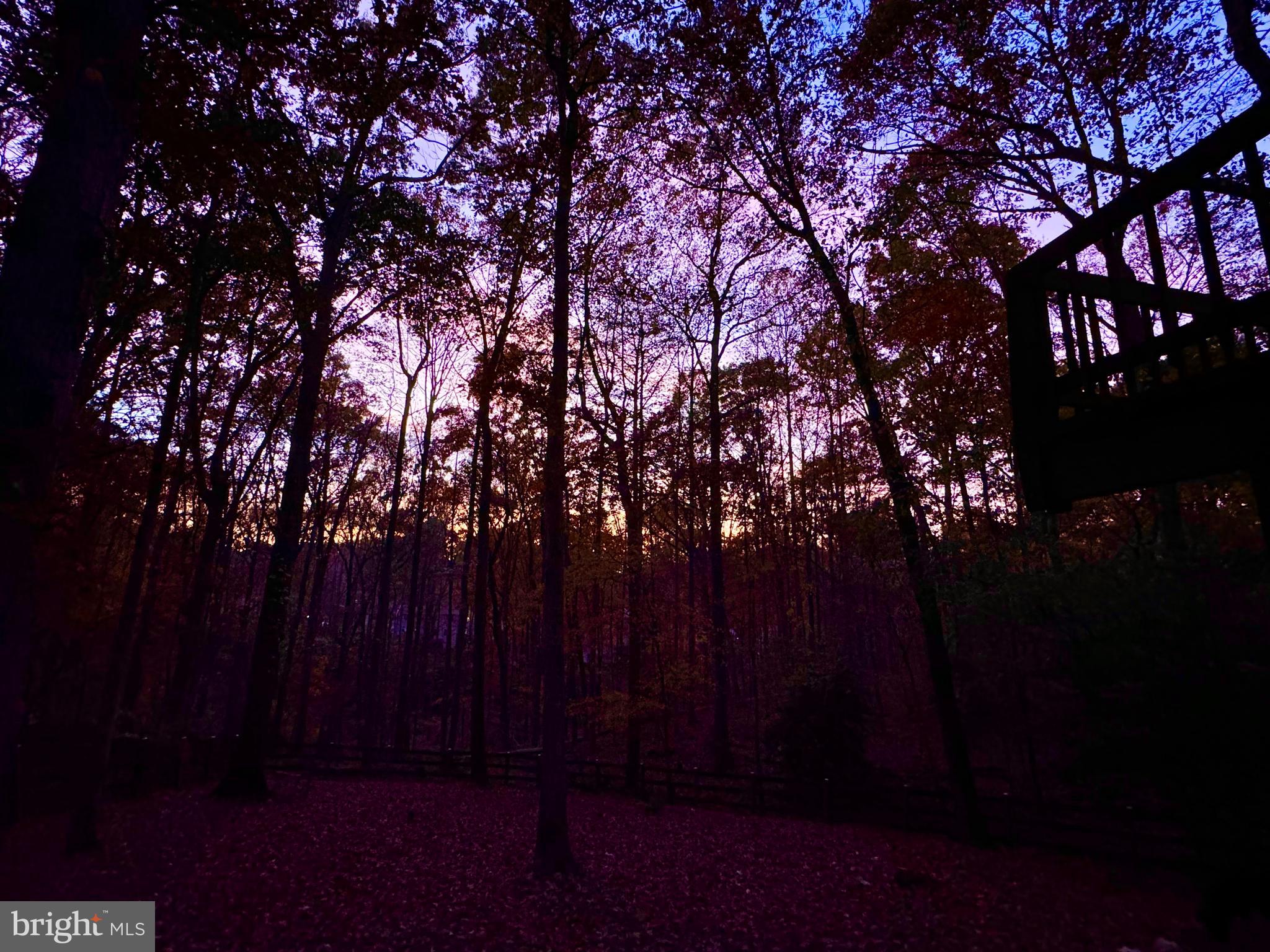 10815 Cross School Road Reston, VA 20191 - Photo 45 of 48 Backyard at sunrise