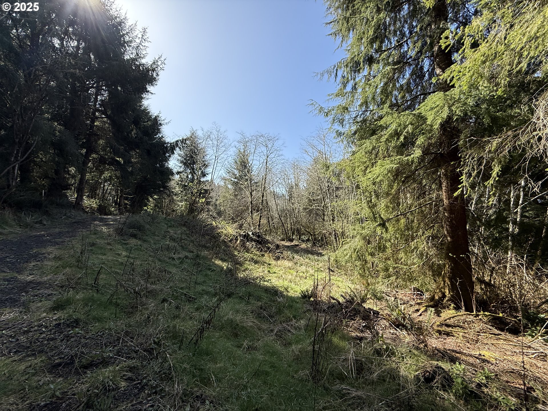 8 Fiddle Back Road, Unit LOT #8 North Bend, OR 97459 - Photo 8 of 11 a view of a forest with trees