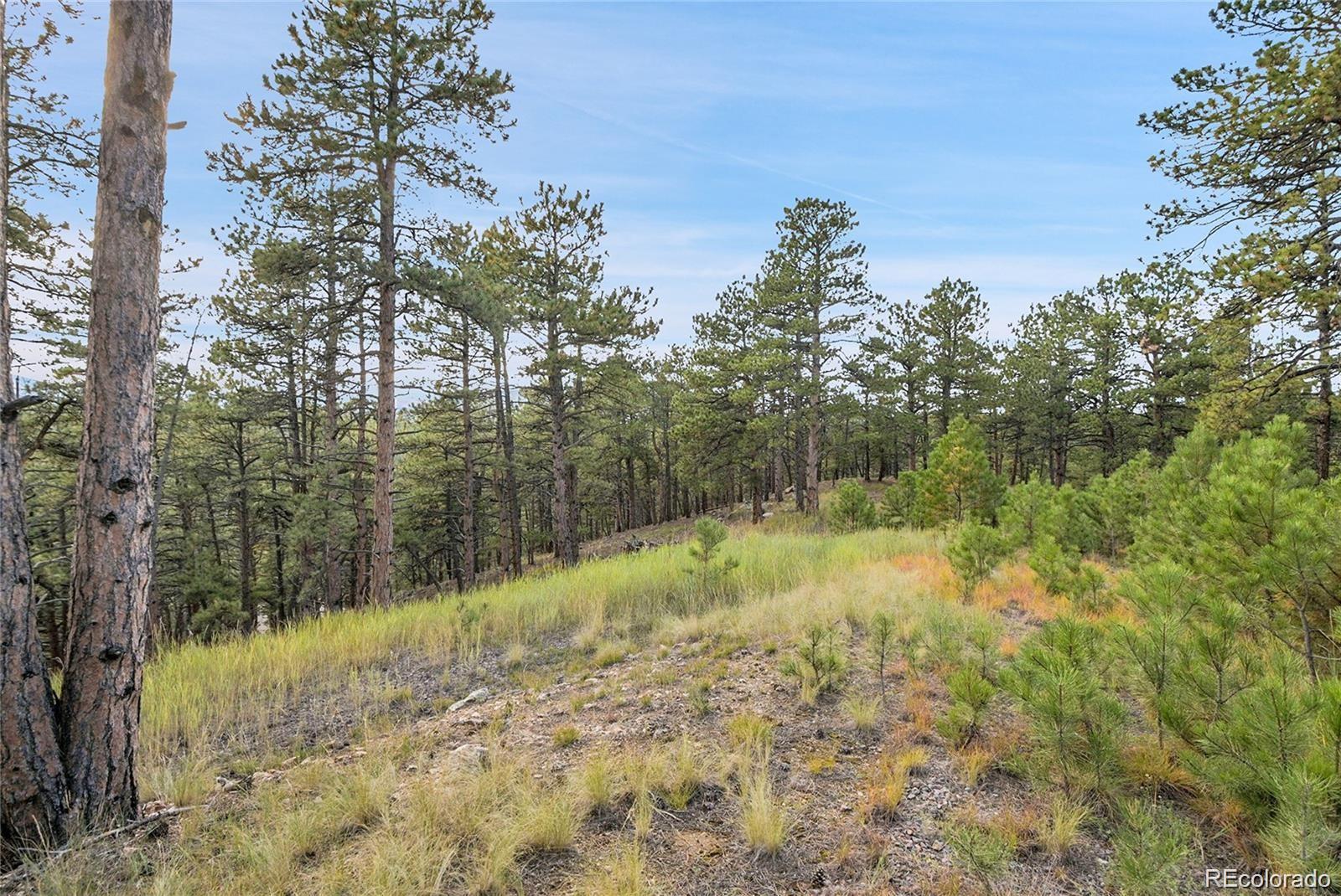 2317 Wieler Road Evergreen, CO 80439 - Photo 7 of 26 a view of a yard with trees in the background