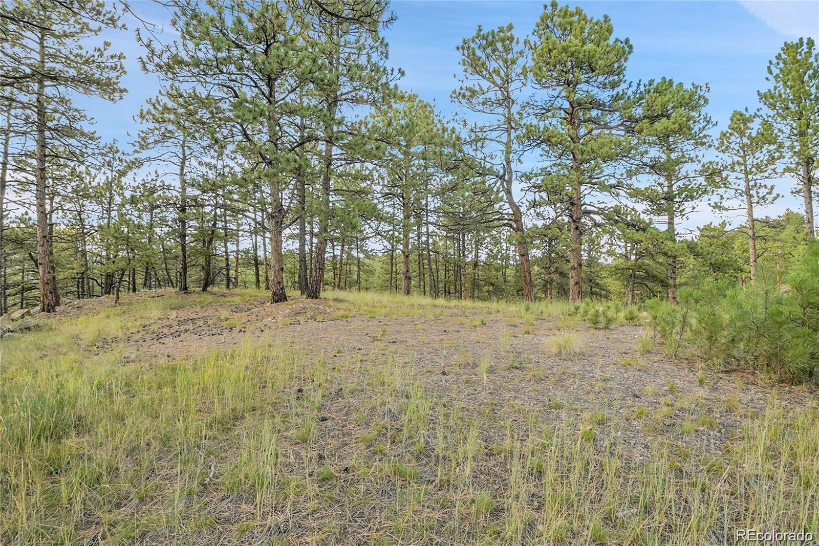 2317 Wieler Road Evergreen, CO 80439 - Photo 10 of 26 a view of garden with trees