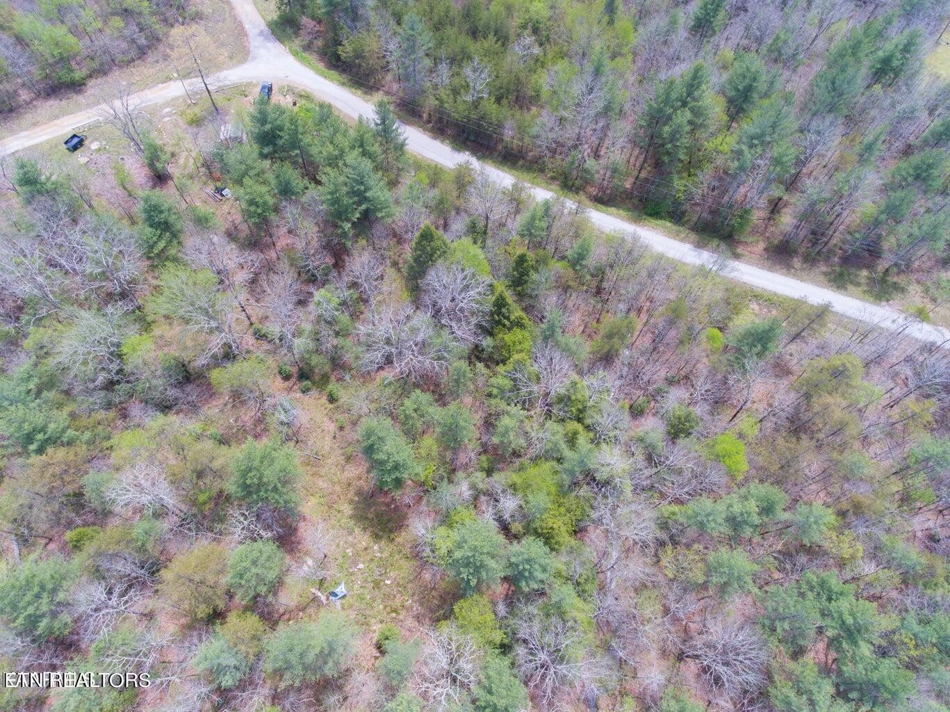 403 Ross Williams Road Lancing, TN 37770 - Photo 1 of 12 a view of a forest with a yard