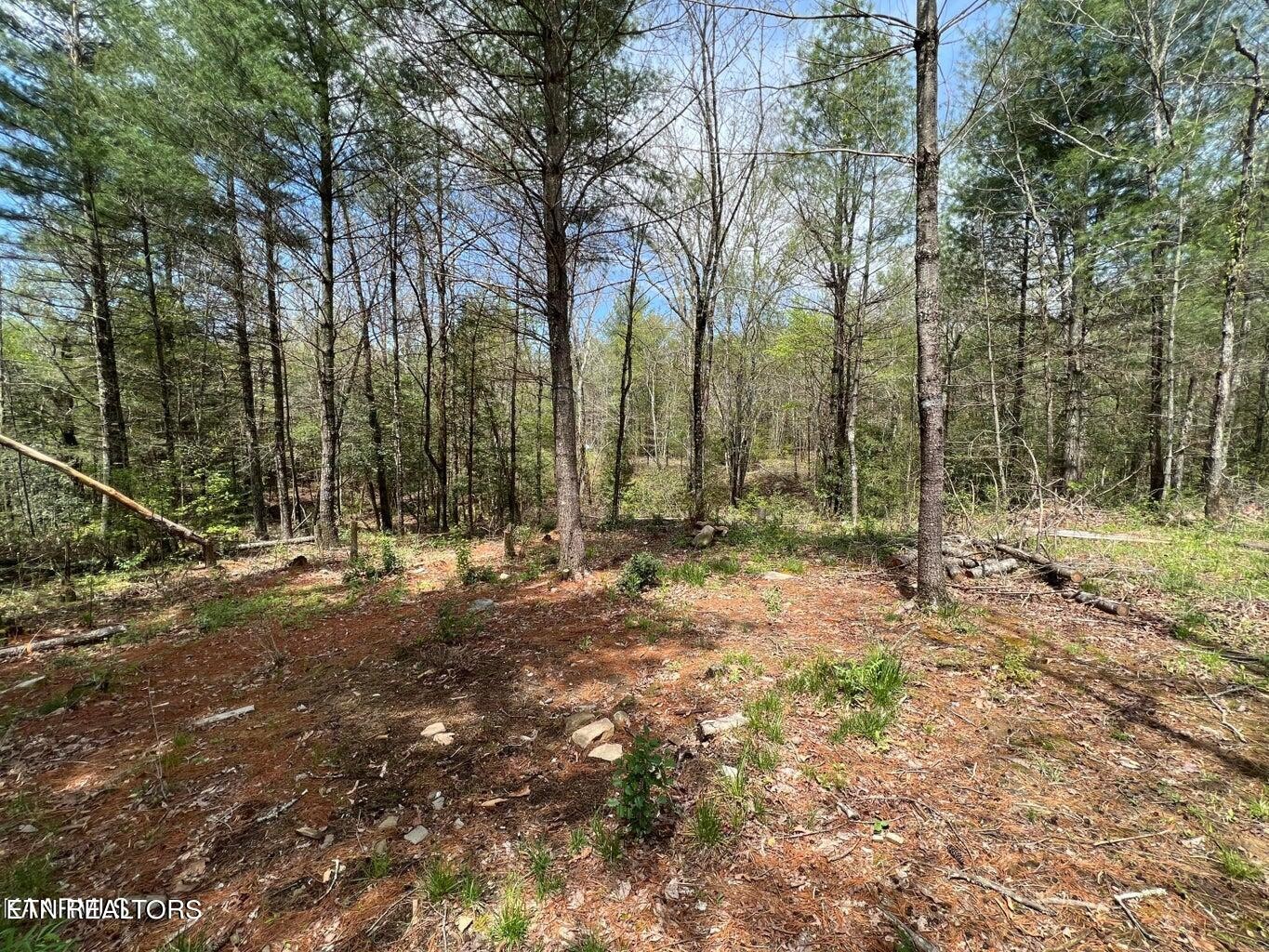 403 Ross Williams Road Lancing, TN 37770 - Photo 10 of 12 a view of outdoor space with trees