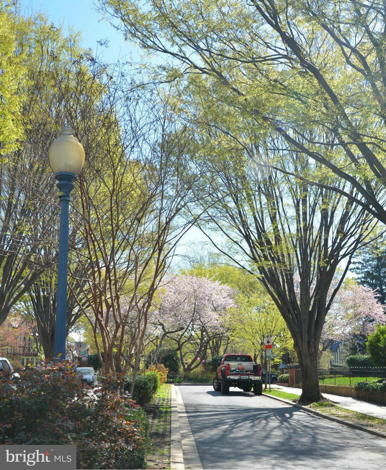 4453 Q Street Northwest Washington, DC 20007 - Photo 30 of 30 Foxhall Village Cherry Blossoms