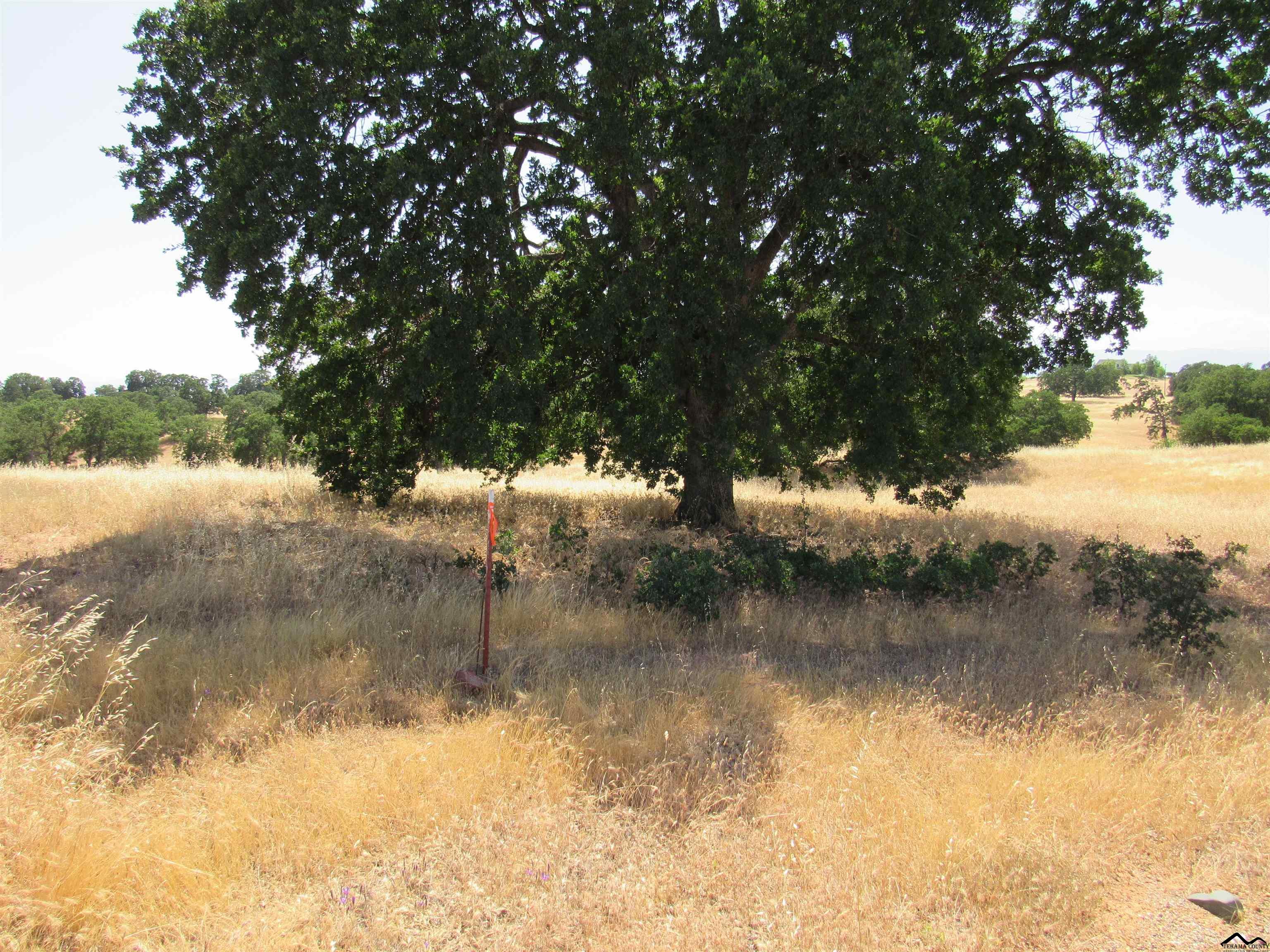 Janine Way Corning, CA 96021 - Photo 2 of 13