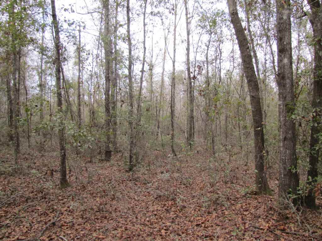 0 Southwest Captain Brown Road, Unit XXX Madison, FL 32340 - Photo 3 of 19 Gallery Image 3