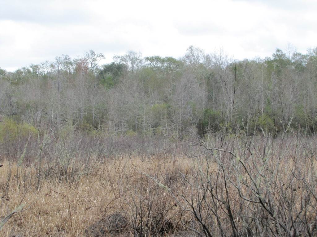 0 Southwest Captain Brown Road, Unit XXX Madison, FL 32340 - Photo 6 of 19 Gallery Image 6