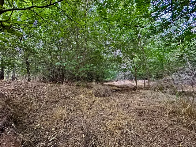 a view of a yard with plants and trees