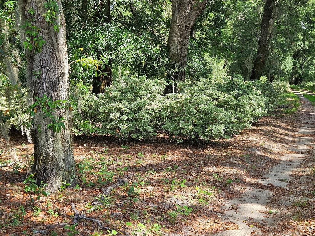 Burnsed Road Pierson, FL 32180 - Photo 9 of 11