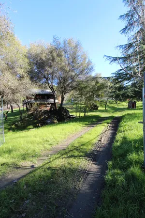 a view of a park with large trees