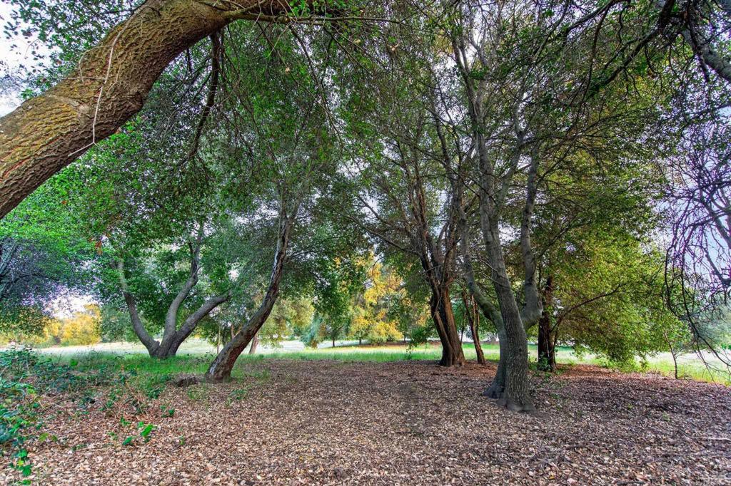 25350 Mesa Grande Road Santa Ysabel, CA 92070 - Photo 49 of 55 a view of a yard with plants and trees