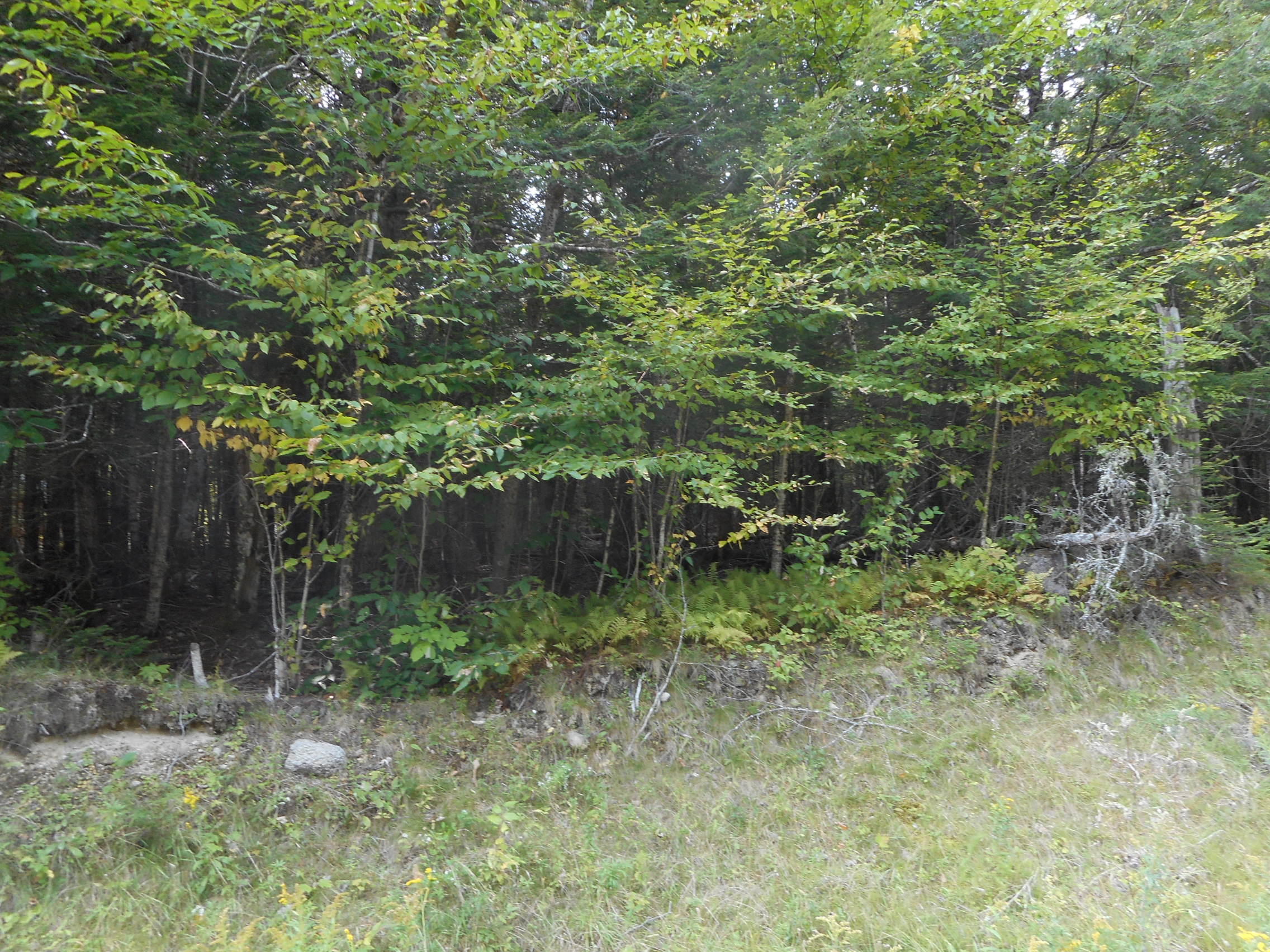 Lot 7 Bottle Lake Road Springfield, ME 04487 - Photo 6 of 6 DSCN2727