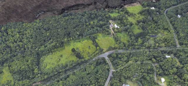 a view of a lush green forest with large trees