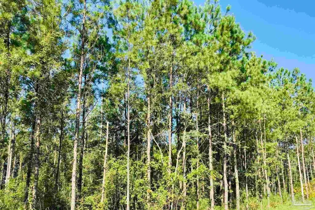 a close up of a plant