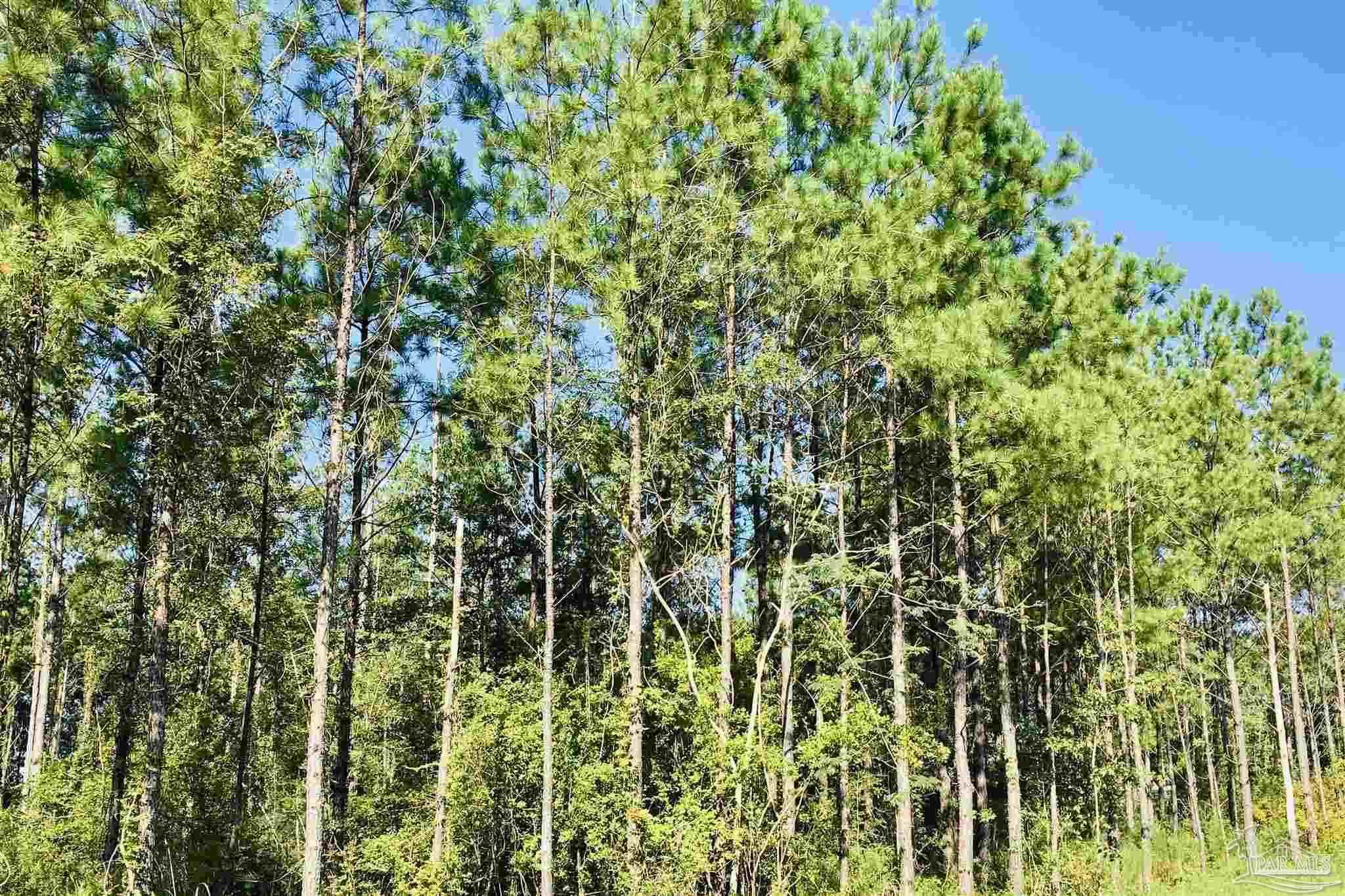 3142 Shearing Road Pace, FL 32571 - Photo 2 of 15