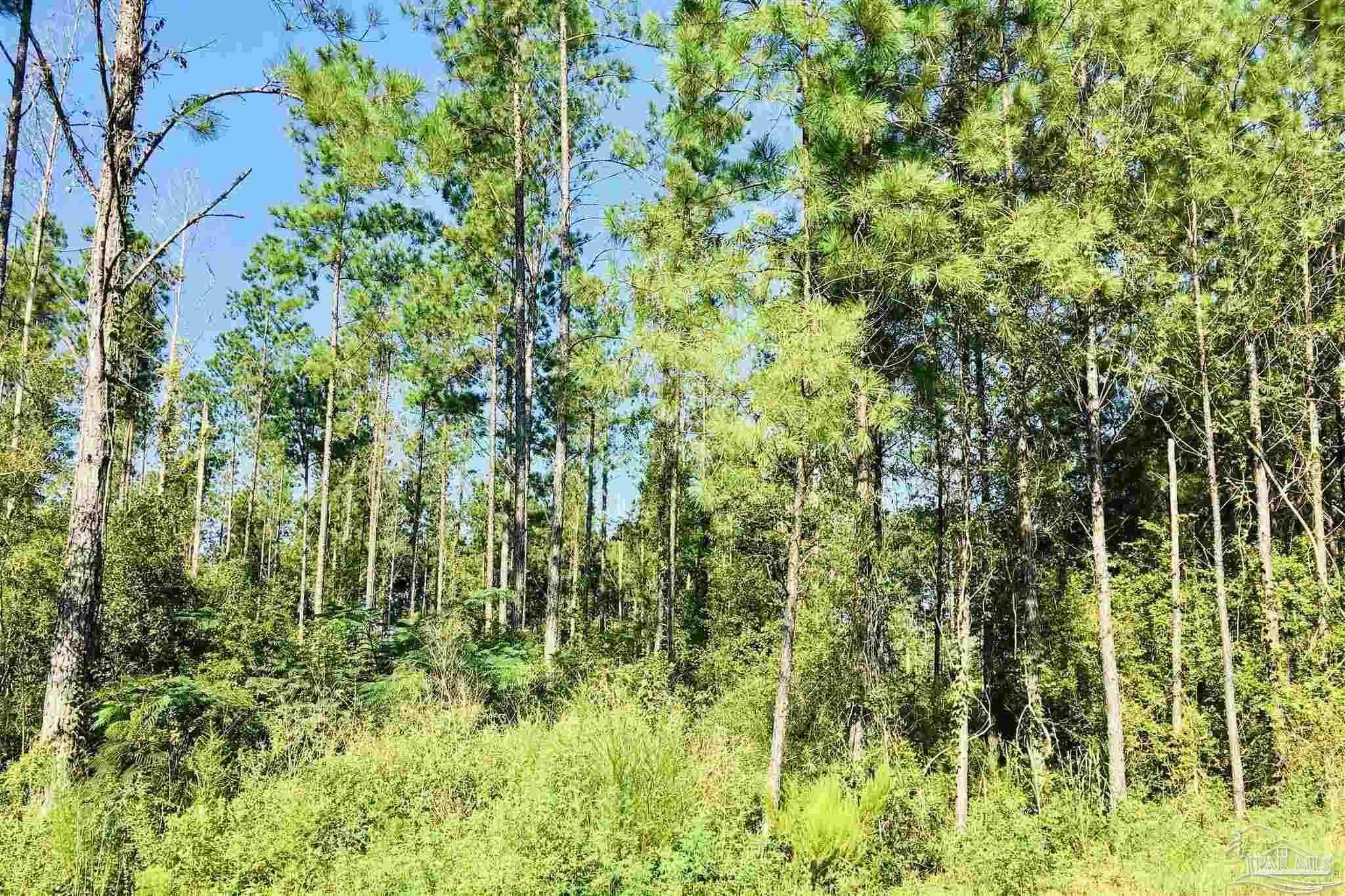 3142 Shearing Road Pace, FL 32571 - Photo 3 of 15