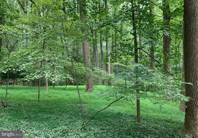a view of a park with large trees