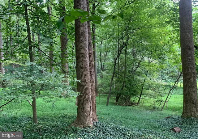 a view of a forest