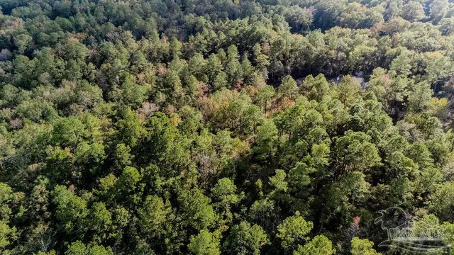 a view of a forest with a tree