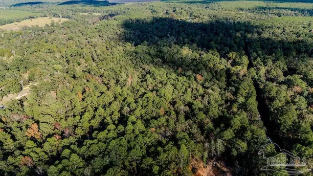 a view of a lush green forest with lots of trees