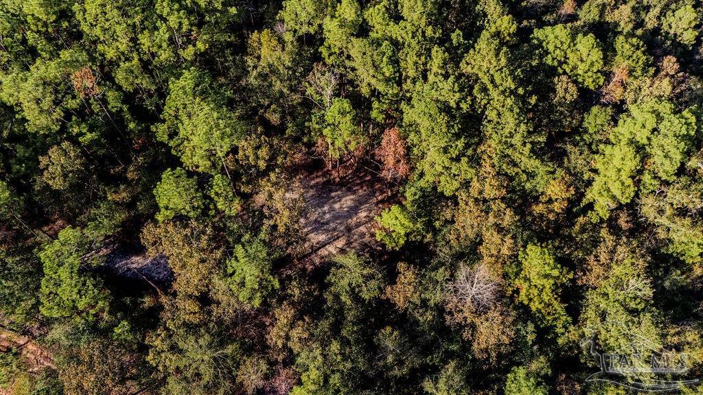 4 A Walling Road Milton, FL 32570 - Photo 8 of 23 a view of a tree