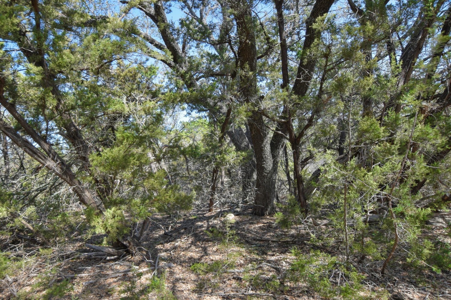 370 B Kothmann Road Dripping Springs, TX 78620 - Photo 8 of 31 Large live oaks!