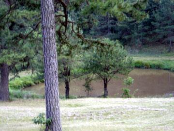 3111 Nemmo Road Vinton, VA 24179 - Photo 11 of 15 a view of a yard with plants and trees
