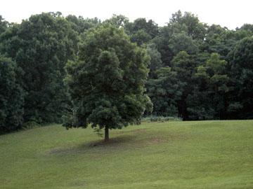 3111 Nemmo Road Vinton, VA 24179 - Photo 9 of 15 a view of basketball area with trees in the background