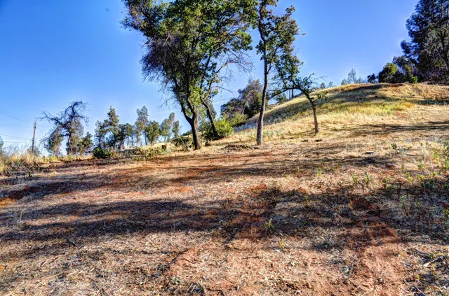 a view of a forest with mountains in the background