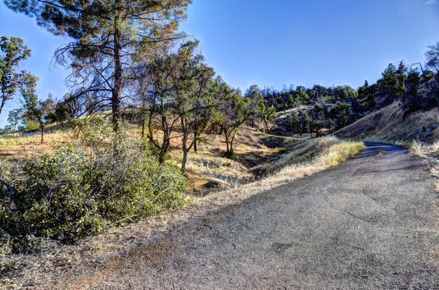 a view of a yard with a tree