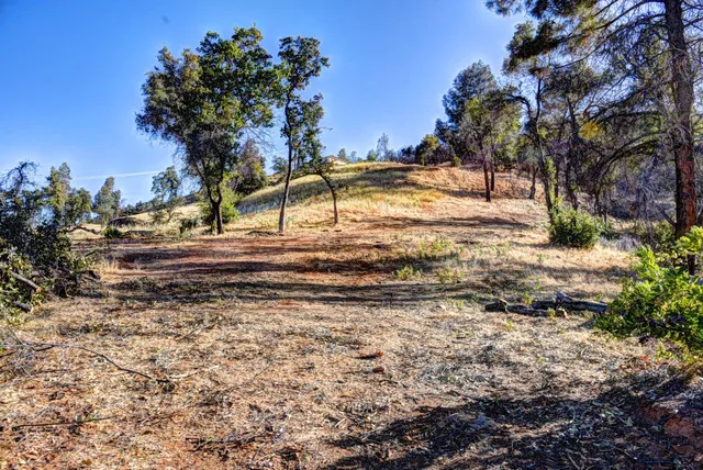 a view of a dry yard with trees
