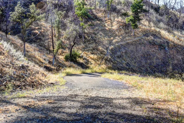 a view of a forest with trees
