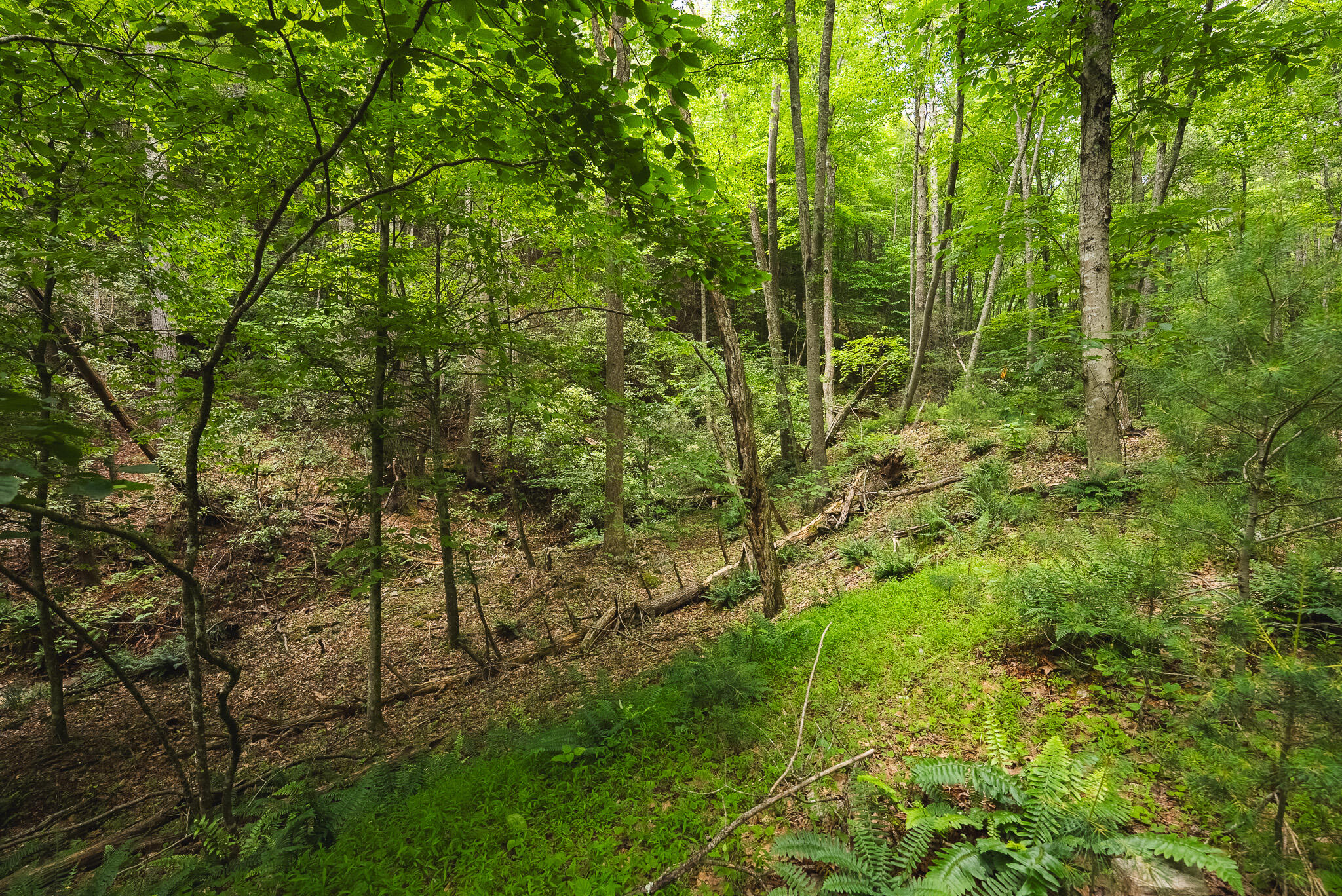 Tbd Macks Mountain Road Northwest Indian Valley, VA 24105 - Photo 33 of 45 DSC01621