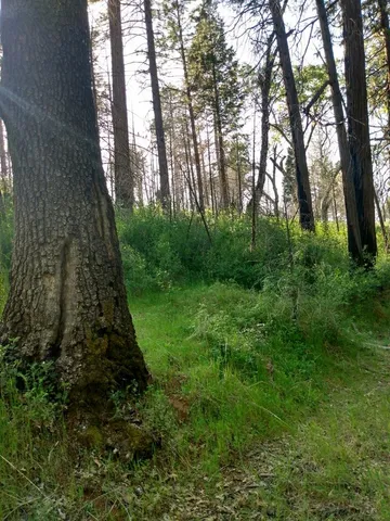 $45,000 | 0 Shadow Pine Road, Mountain Ranch, CA 95246