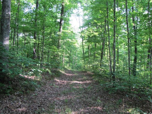 7761 Shoals Branch Road Primm Springs, TN 38476 - Photo 20 of 20 Ride through any of the many riding trails throughout the 29+ acres of land to the stocked pond, past the stream & up the hills to fully appreciate this equestrian property.