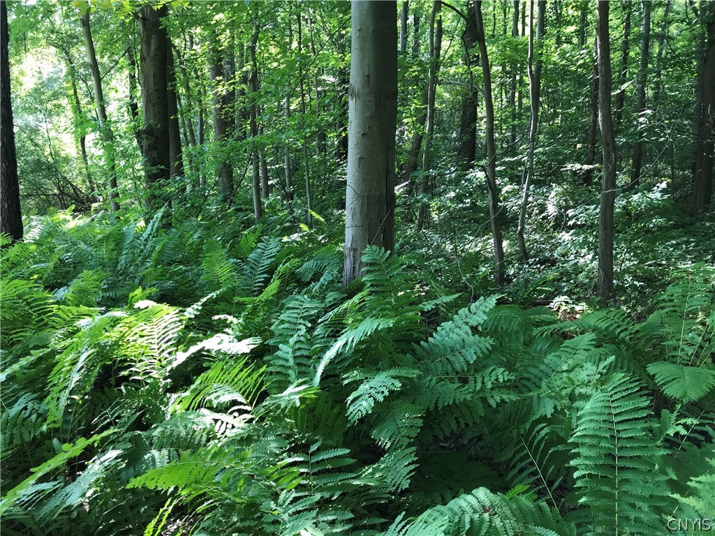 0 Dunham Road Waterloo, NY 13165 - Photo 9 of 26
