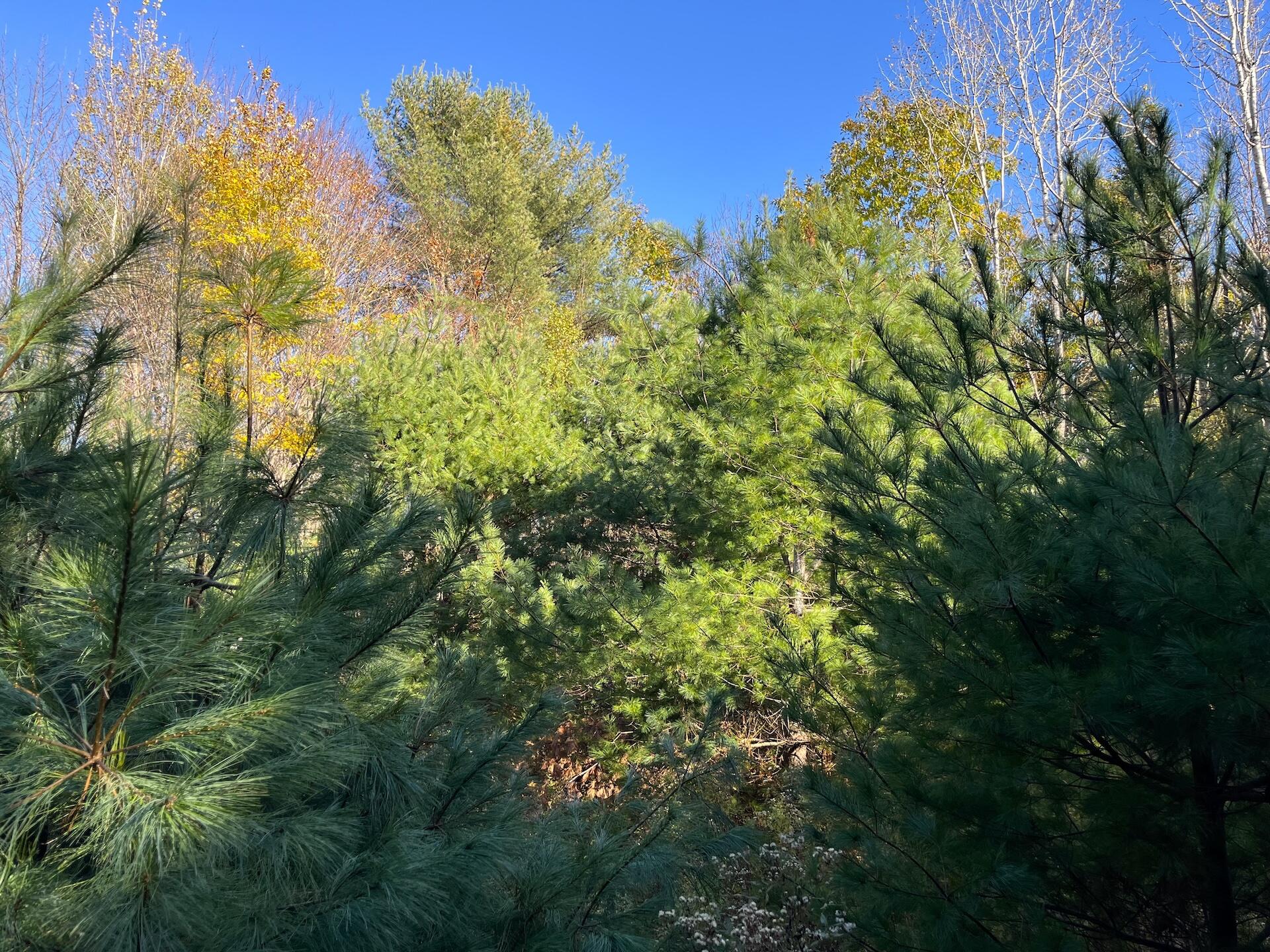 415 Curtis Road Monroe, ME 04951 - Photo 22 of 46 IMG_2738