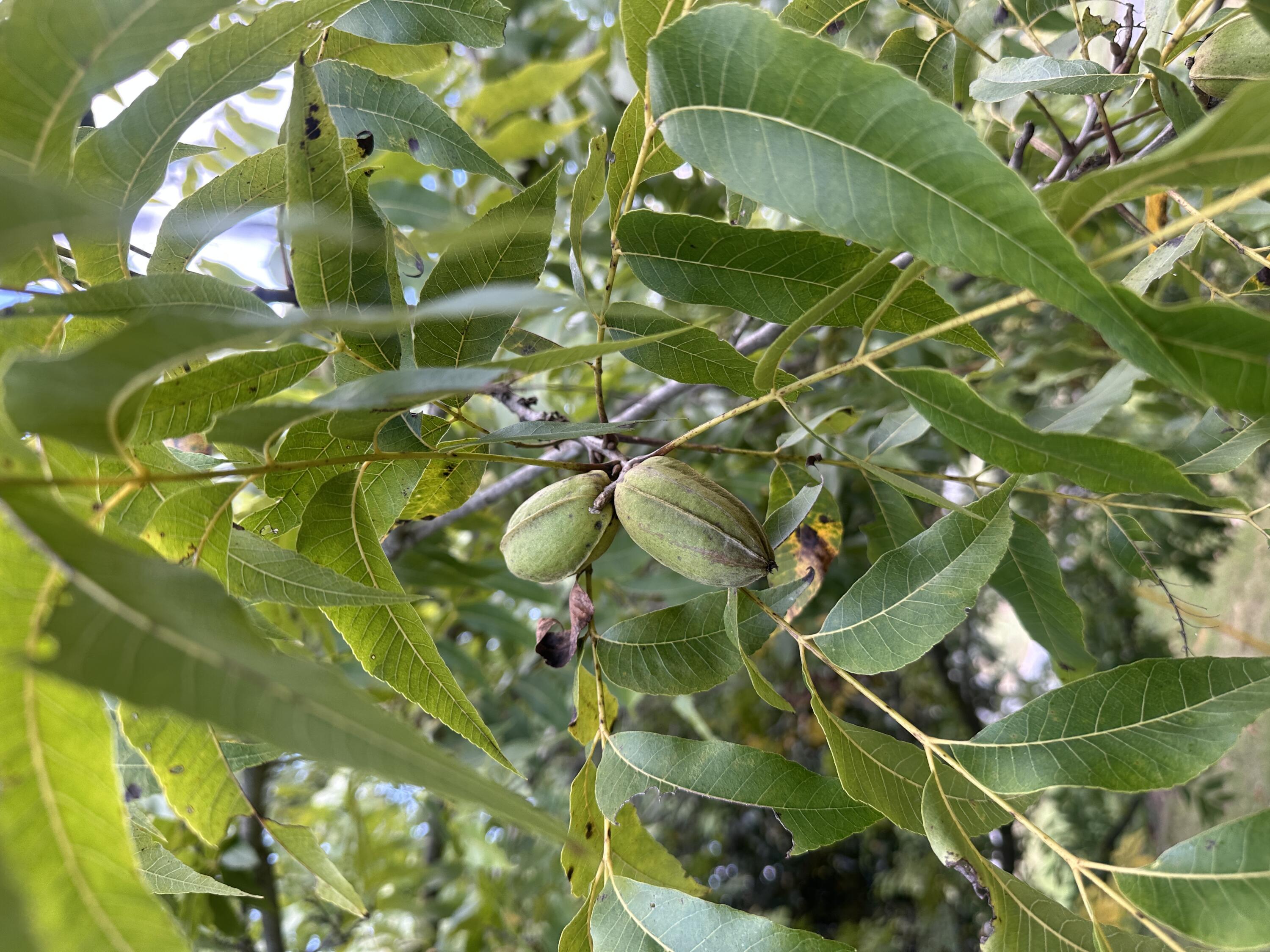58 Old Cohutta Road Ringgold, GA 30736 - Photo 3 of 44 Pecans