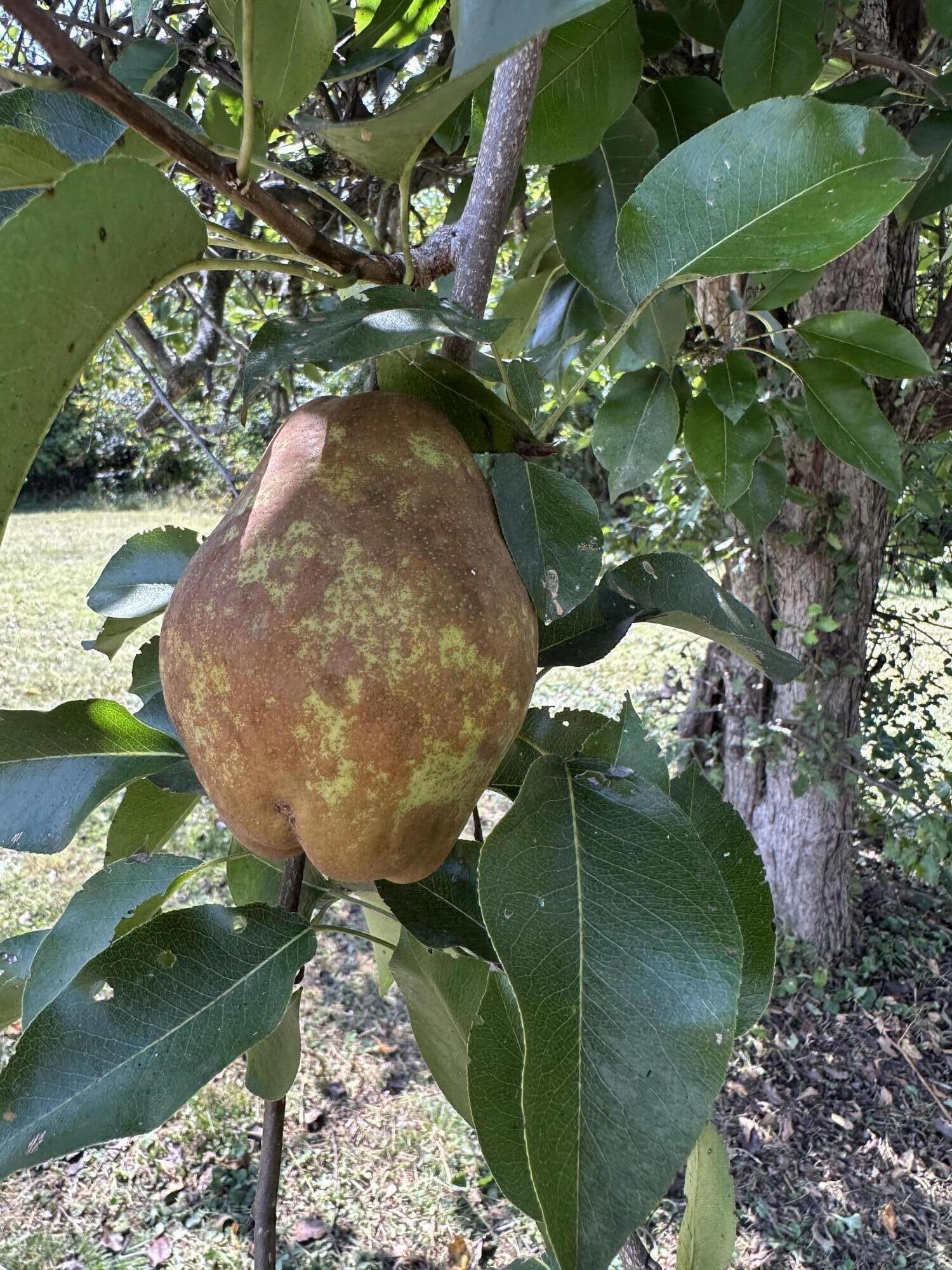58 Old Cohutta Road Ringgold, GA 30736 - Photo 7 of 44 Pear tree