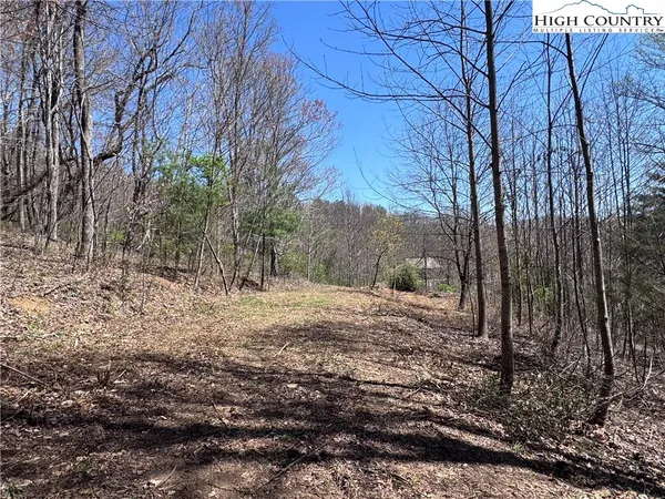a view of a forest filled with trees