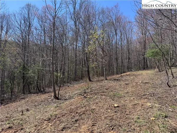 a view of a forest filled with trees