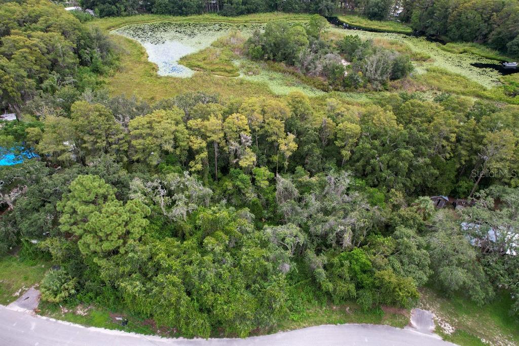 33 Poplar Street New Port Richey, FL 34654 - Photo 6 of 11 a view of a forest with a houses