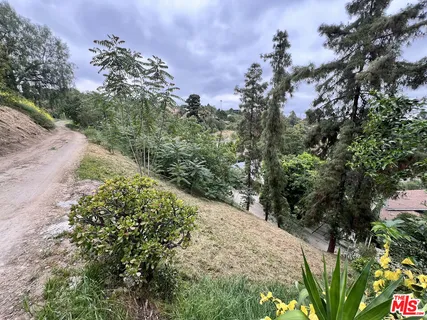 a view of a forest with trees in the background