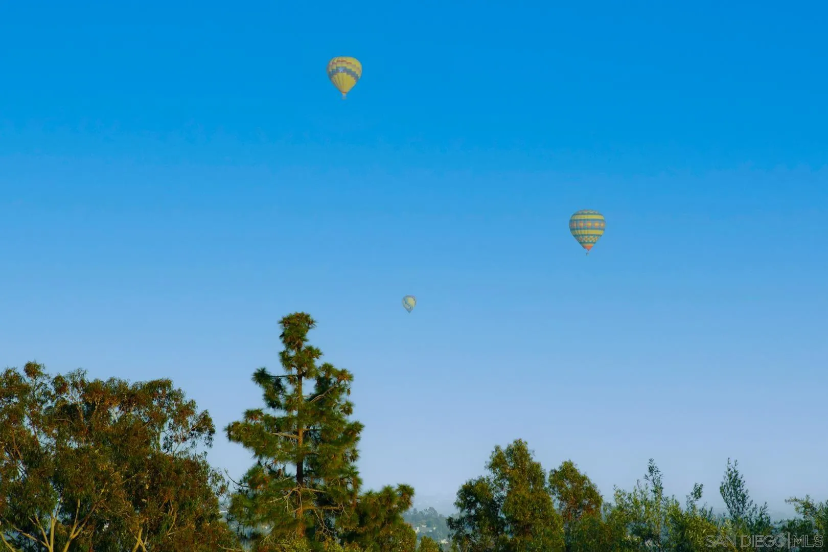 6003 La Flecha Rancho Santa Fe, CA 92067 - Photo 31 of 32 a view of a tree with a plant in it