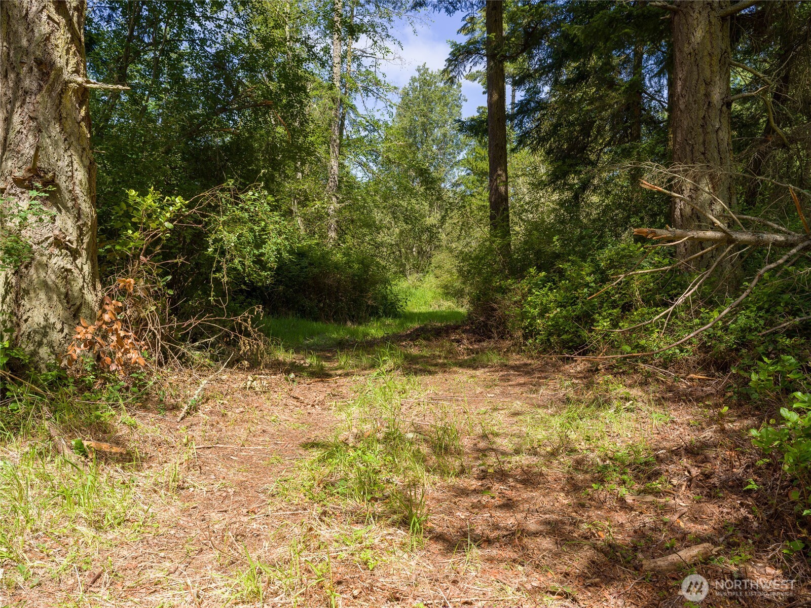 1486 Center Road Lopez Island, WA 98261 - Photo 3 of 12 a view of a yard with plants and large trees