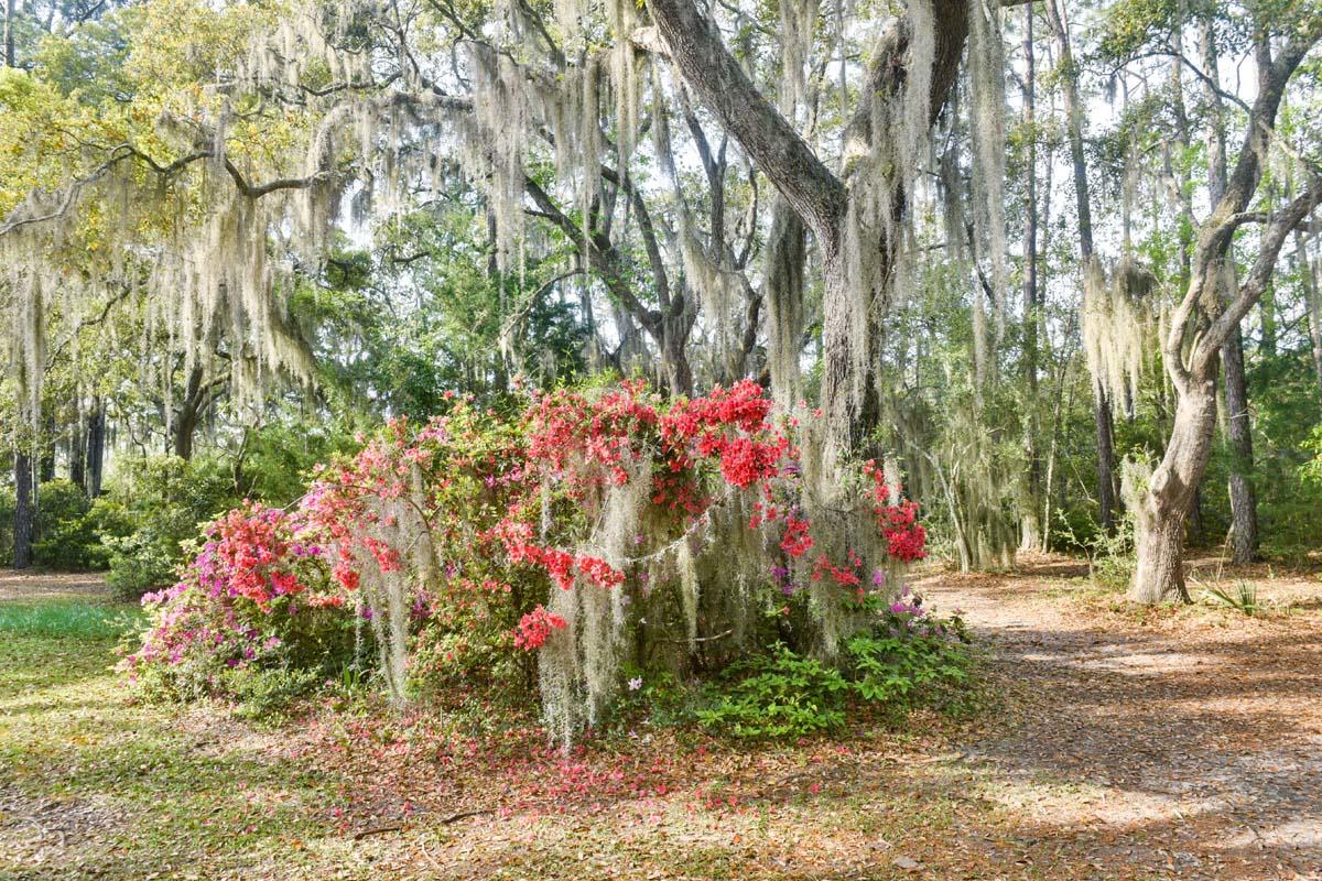 6119 Bears Bluff Road Wadmalaw Island, SC 29487 - Photo 31 of 64 DSC_7866
