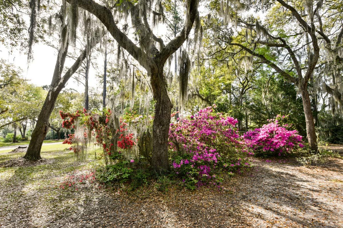 6119 Bears Bluff Road Wadmalaw Island, SC 29487 - Photo 32 of 64 DSC_7916