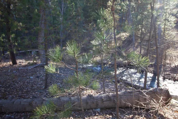 $199,900 | Lot 13-blk Creekside Ct Garden Valley, Garden Valley, ID 83622